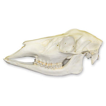 Load image into Gallery viewer, Replica Whitetail Deer Skull
