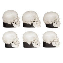 Load image into Gallery viewer, Replica Half Scale Human Male and Female Skull Set: African, Asian, and European

