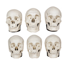 Load image into Gallery viewer, Replica Half Scale Human Male and Female Skull Set: African, Asian, and European
