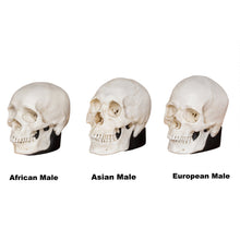 Load image into Gallery viewer, Replica Half Scale Human Male Skull Set: African, Asian, and European
