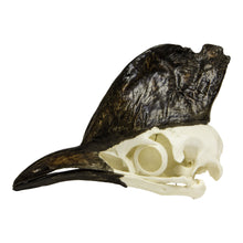 Load image into Gallery viewer, Replica Cassowary Skull

