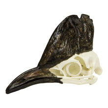 Load image into Gallery viewer, Replica Cassowary Skull
