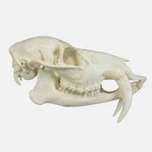 Load image into Gallery viewer, Replica Chinese Water Deer Skull
