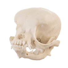Load image into Gallery viewer, Replica Apple Head Chihuahua Skull
