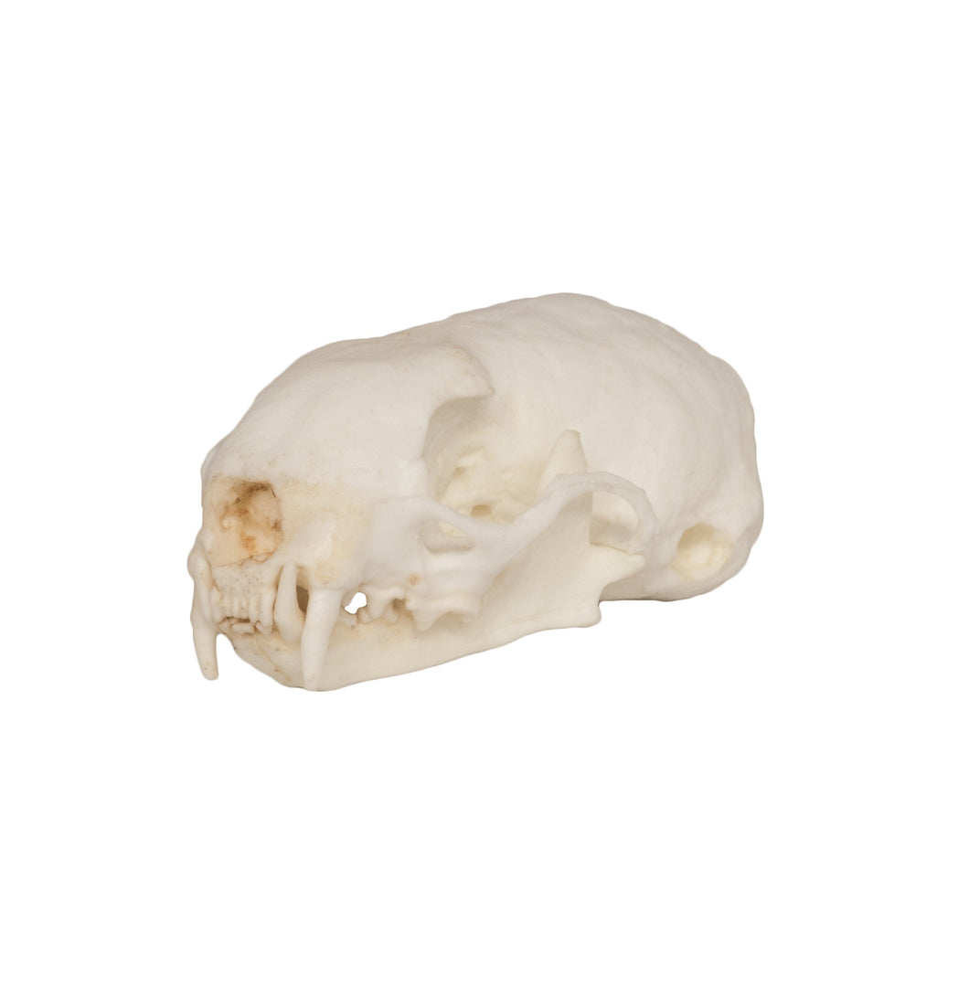 Replica Weasel Skull