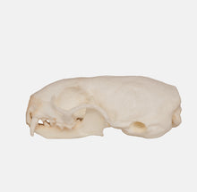 Load image into Gallery viewer, Replica Weasel Skull
