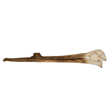 Load image into Gallery viewer, Replica White Pelican Skull with Breeding Beak Crest
