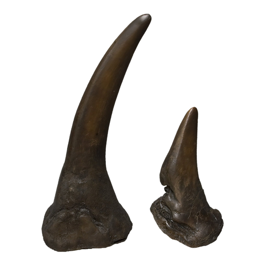 Replica White Rhinoceros Horns (Pair)