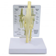 Load image into Gallery viewer, Replica Veterinary Canine Model - Knee
