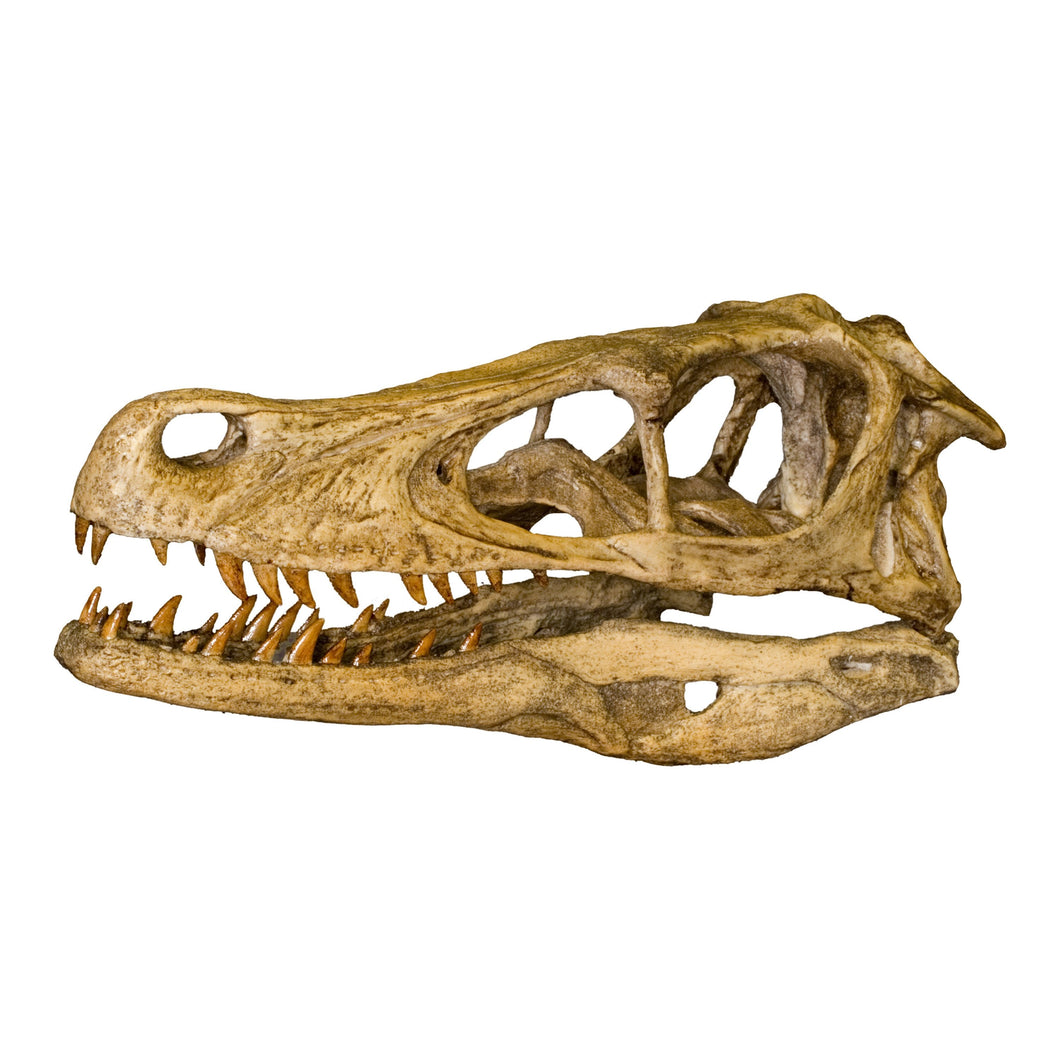 Replica Velociraptor Skull