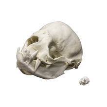 Load image into Gallery viewer, Replica Vampire Bat Skull (8:1 Scale)
